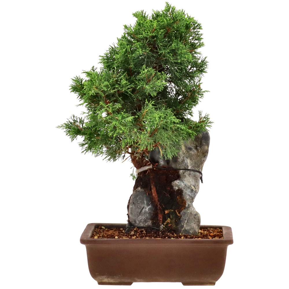 bonsai.fallbackImageTitle bonsai.fallbackImageTitle