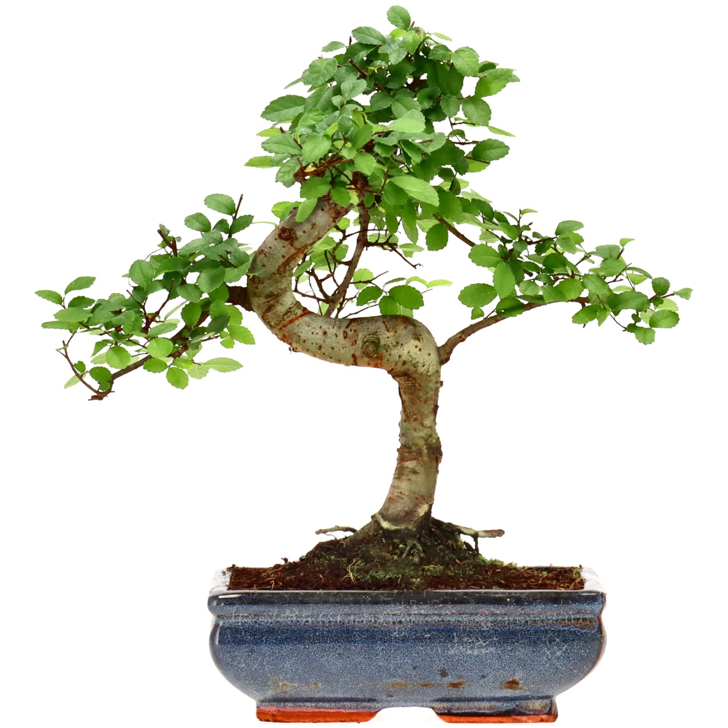 Chin. Ulme, ca. 9 J. (27 cm)