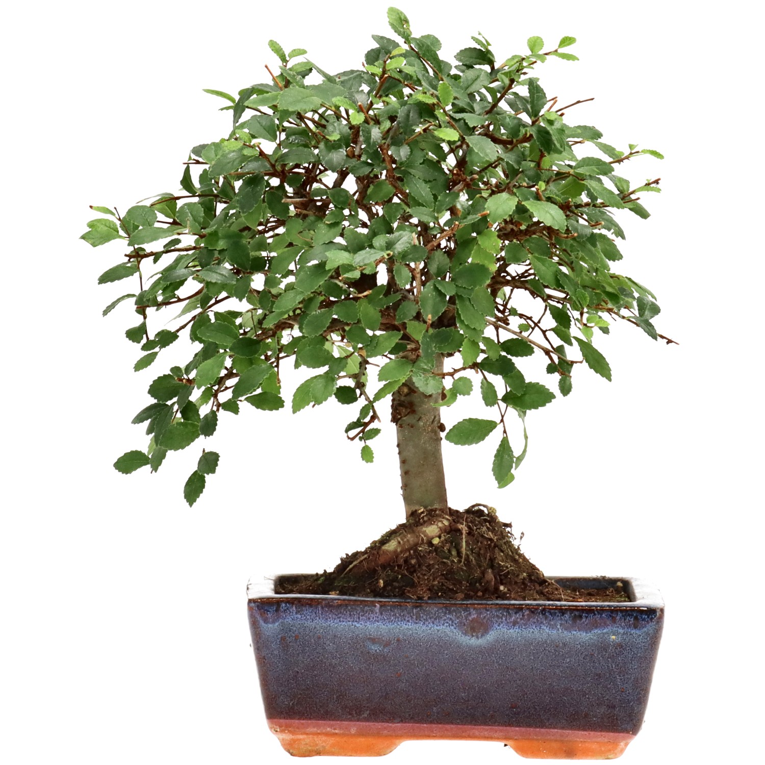 Orme de Chine, env. 7 ans (19 cm)